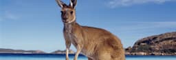 Kangaroo Visa